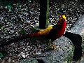 gal/holiday/Brazil 2005 - Foz do Iguacu Birds Sanctuary/_thb_Bird_Sanctuary_Iguacu_DSC07182.jpg